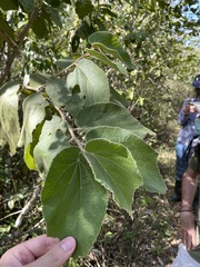 Helicteres jamaicensis