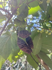 Helicteres jamaicensis