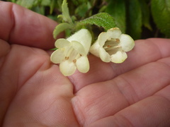 Fieldia australis