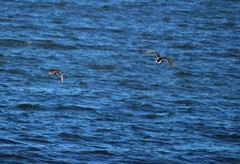 Anas platyrhynchos