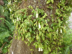Fieldia australis
