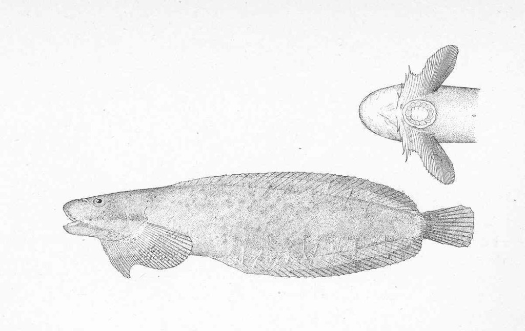 Ribbon Snailfish