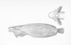 Ribbon Snailfish photo 1