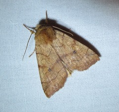 Enargia fausta