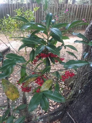 Ardisia crenata image
