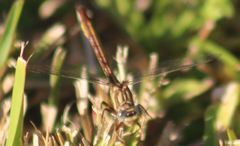 Phanogomphus cavillaris