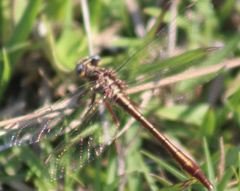 Phanogomphus cavillaris