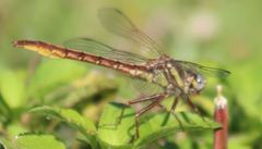 Phanogomphus cavillaris