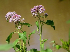 Urolepis hecatantha
