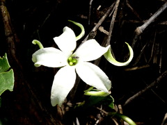 Jaborosa integrifolia