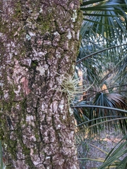 Tillandsia recurvata image