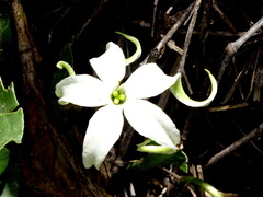 Jaborosa integrifolia