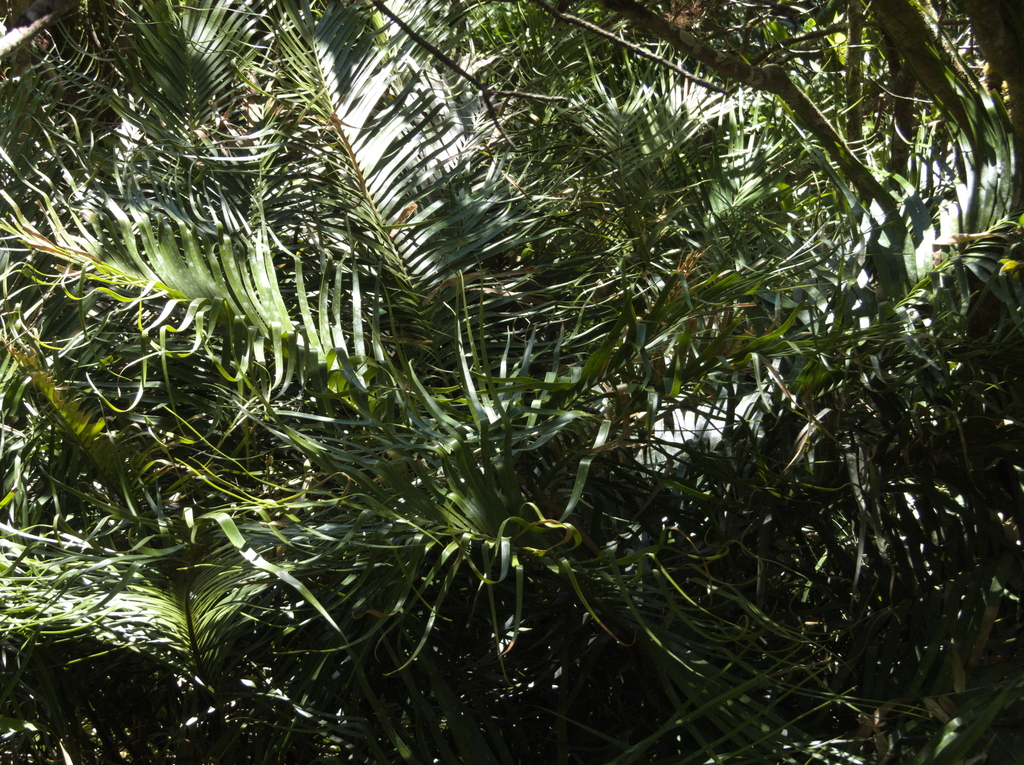 Ceratozamia vovidesii