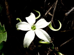 Jaborosa integrifolia
