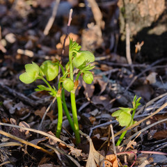 Helleborus multifidus istriacus