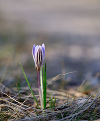 Crocus variegatus