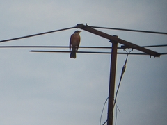 Turdus rufopalliatus