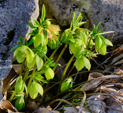 Helleborus multifidus istriacus