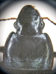 Harpalus dimidiatus