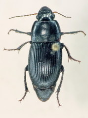Harpalus dimidiatus