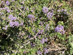 Ceanothus cuneatus ramulosus