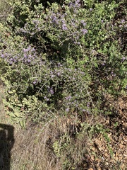 Ceanothus cuneatus ramulosus