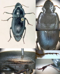 Harpalus dimidiatus