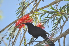 Ptiloxena atroviolacea