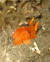 Lysiosquilloides mapia