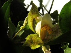 Lycaste deppei