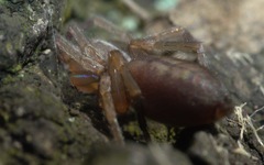 Clubiona corticalis
