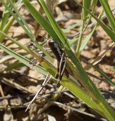 Macrotona securiformis