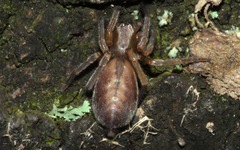 Clubiona corticalis
