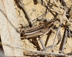 Monistria discrepans