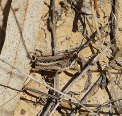 Monistria discrepans