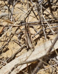 Monistria discrepans