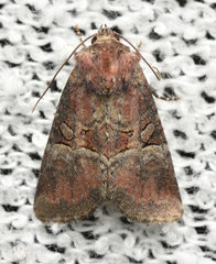 Mesoligia literosa