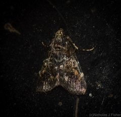 Orthaga atribasalis