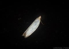 Scieropepla polyxesta