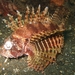 Dwarf Lionfishes - Photo (c) tamsynmann, some rights reserved (CC BY-NC), uploaded by tamsynmann