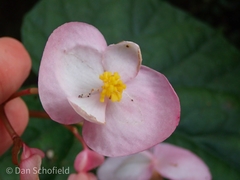 Begonia chitoensis