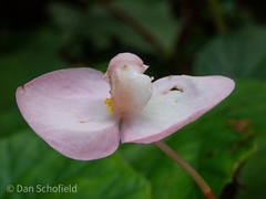 Begonia chitoensis