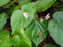 Begonia chitoensis