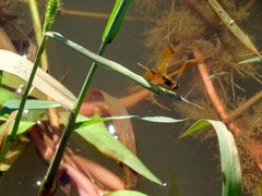 Perithemis icteroptera