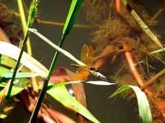 Perithemis icteroptera