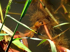 Perithemis icteroptera