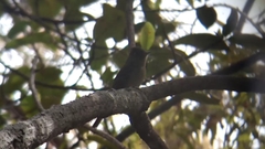 Empidonax occidentalis