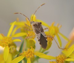 Hypselonotus punctiventris