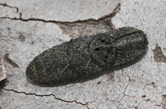 Lacon punctatus