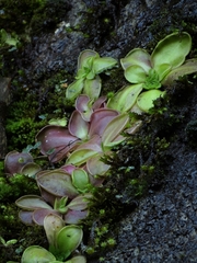 Pinguicula moranensis
